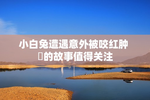 小白兔遭遇意外被咬红肿 牠的故事值得关注